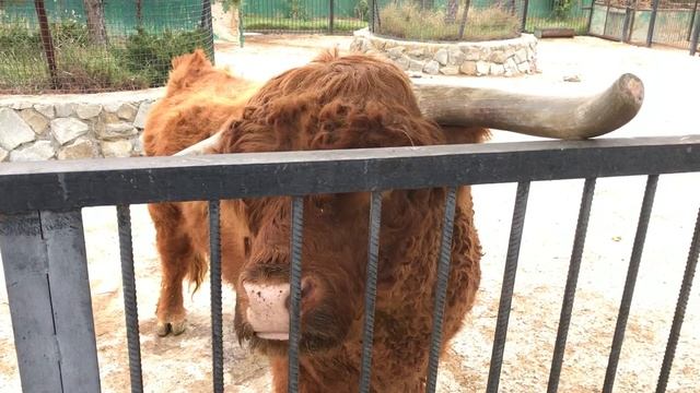 "Топка" шотландского быка) Тайган "firebox" of the Scottish bull) Taigan