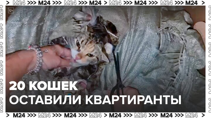 Квартиранты съехали и оставили 20 кошек в замусоренной квартире в Очаково-Матвеевском - Москва 24