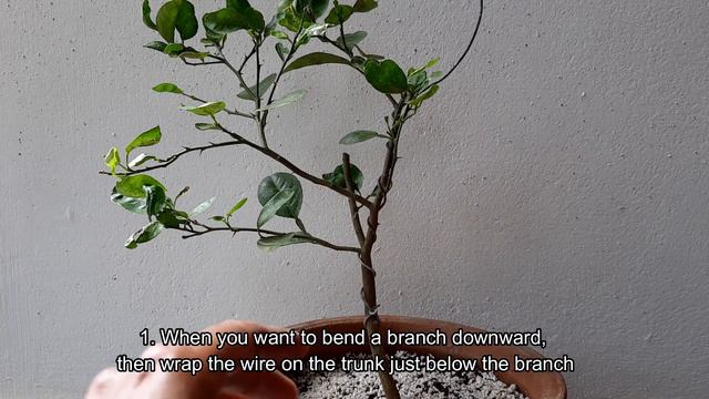 Bonsai : Part 3 - How to Wire and Style a Bonsai Plant ll Let Us Learn