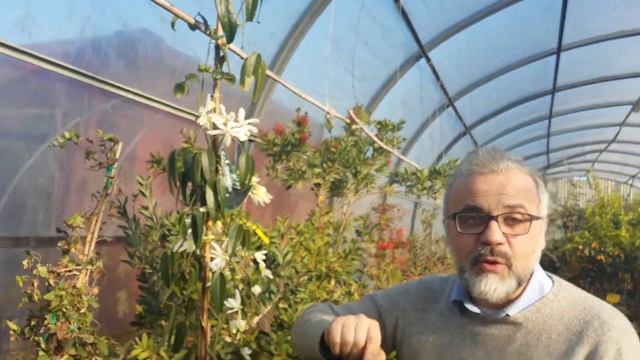 La clematide armandii . una rampicante sempreverde.