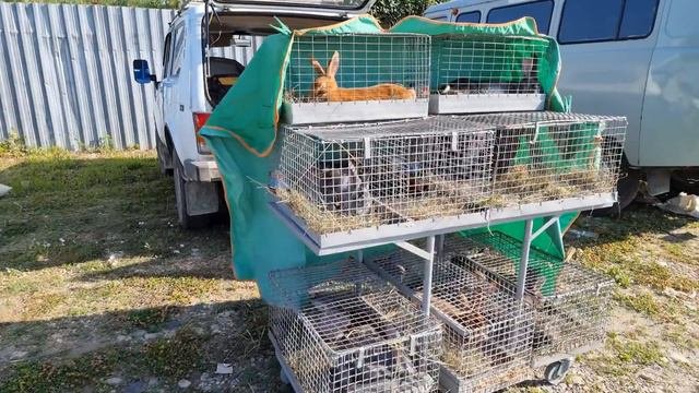 Голуби-Птичий рынок г Пятигорск-ч1Pigeons-Bird Market, Pyatigorsk-ch1