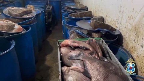 Полицейские выявили нарушения ветеринарно-санитарных правил в рыбном цеху