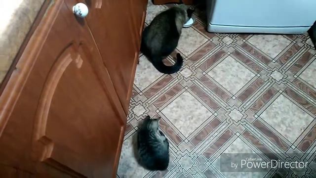 Влог/Фиалки для любимой Наталки❤️/Что на обед?/Что на ужин?/Зверьё моё/Кто попал в моё видео?
