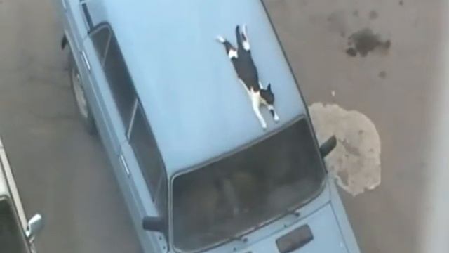 Кот на крыше автомобиля