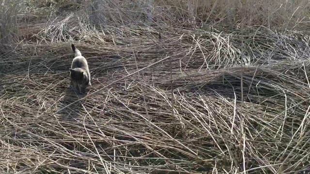 Сбор берёзового сока