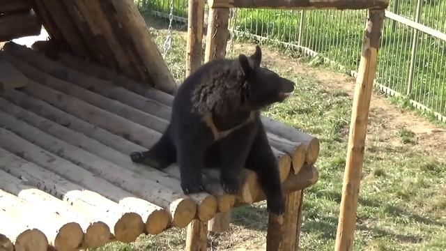 Финик настоящий цирковой медведь?? ПАРК ЗЕМЛЯ ПРАЙДА ?