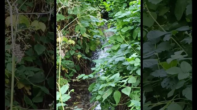 #прудбарыня #кировскийрайон #волгогоад #родники #Дидюля "Зацелованная".