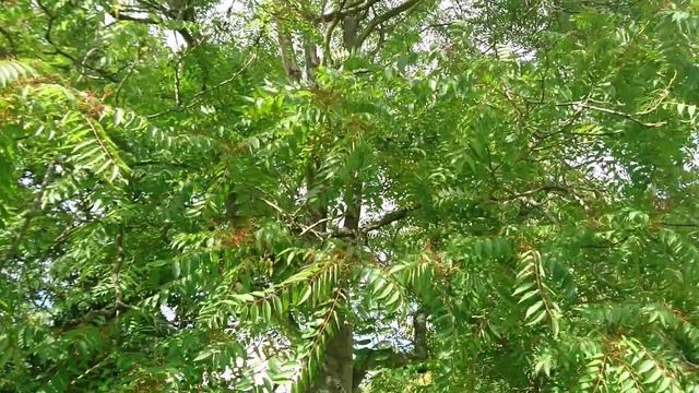 Айлант высочайший (дат. Skyrækker, лат. Ailanthus altissima), Мемориальный парк Орхус, Дания