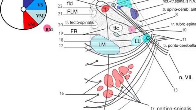 Tr Tecto Spinalis