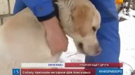 Карагандинские+спасатели+отдадут+лабрадора+в+добрые+руки