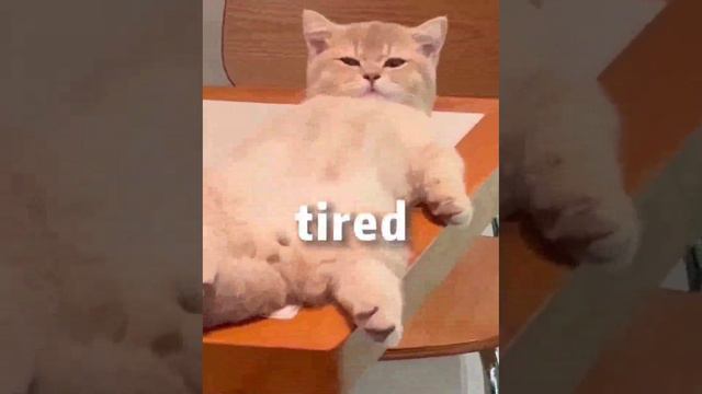 Вы тоже устали?😹😻