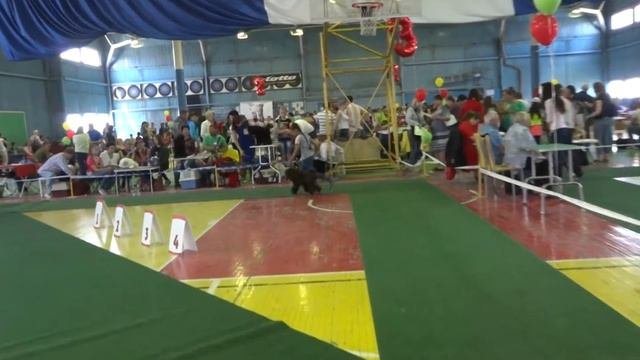 Иркутск 08.06.14 Выставка ЧРКФ ЕЖЕВИКА