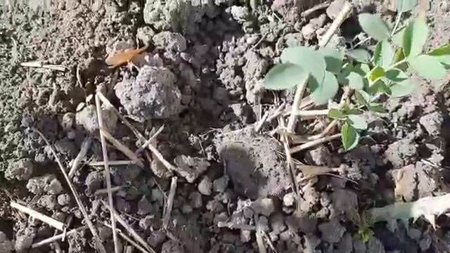 Как прижились розы от Полины Козловой. 23.09.2020 г. Татарстан.