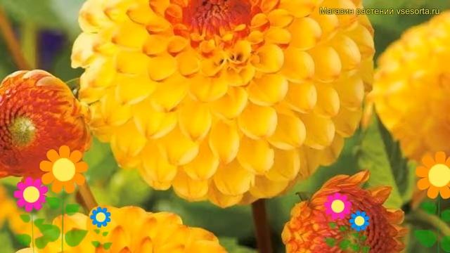 Георгина махровая Сани бой. Краткий обзор, описание характеристик dáhlia variabilis Sunny Boy