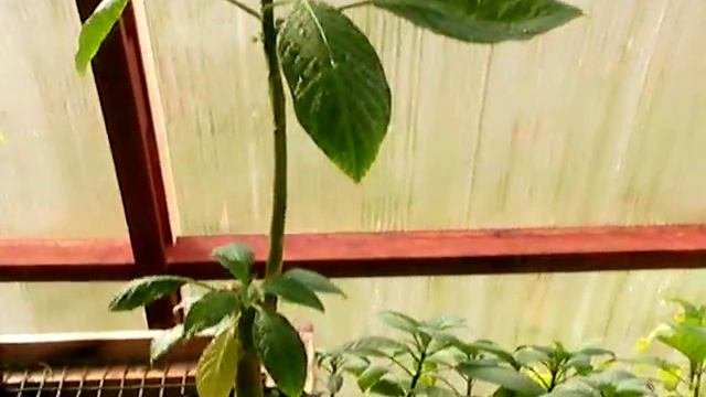 Frosty Pink Brugmansia