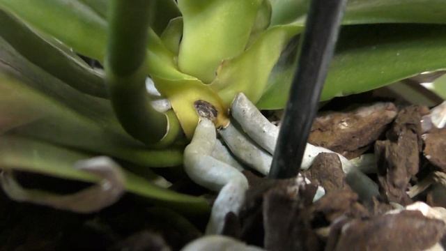 Рядом, рядом - орхо-радость и орхо-беда! Новые диковинные орхидеи: Pap.Deperle; Phal.Bronze Budda