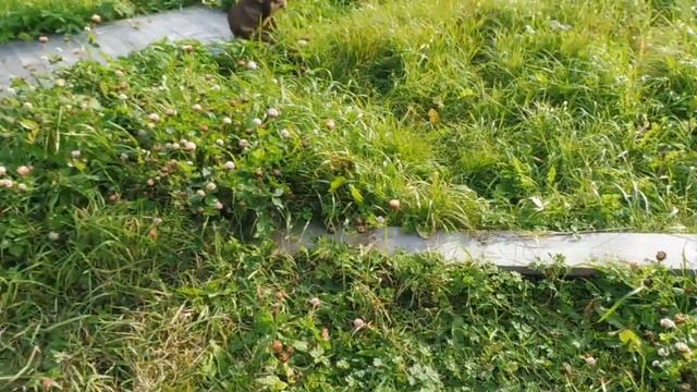 #ЧИХУА МАРИ МИСТИК ГЛЭДИС ГЛАМУР ЛЕДИС - ЗАРЕЗЕРВИРОВАНА#ПИТОМНИКМАРИМИСТИК#VLOG ЩЕНКИ ЧИХУА ГУЛЯЮТ