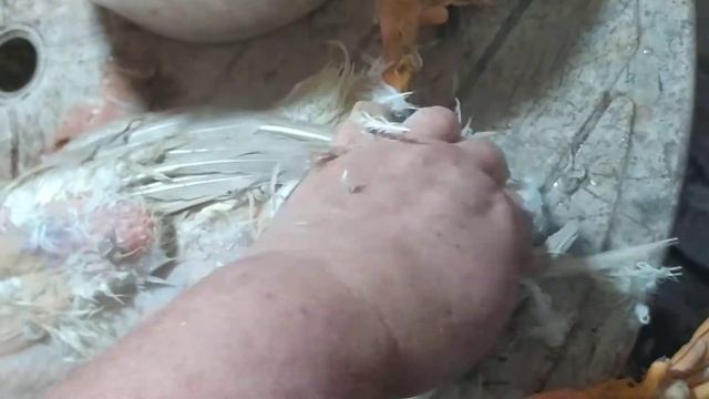 ЗИМА И УТКА. Щипаю УТКУ по просьбе  зрителей.