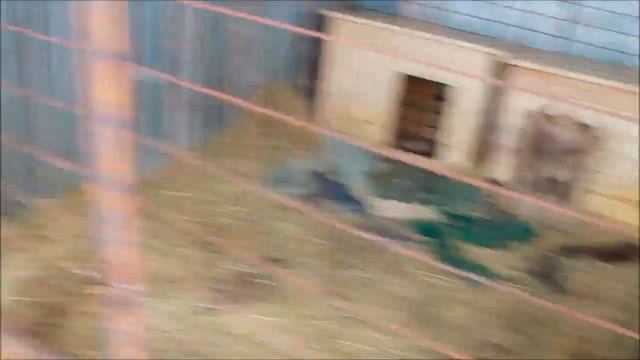 Приют Добрый дом обустроился под Вичугой