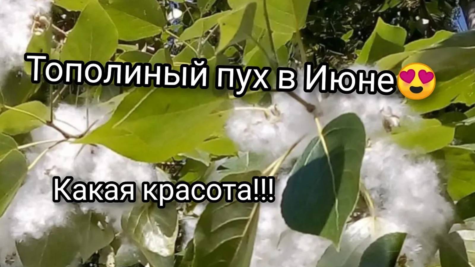 Красивейшее явление природы - тополиный пух