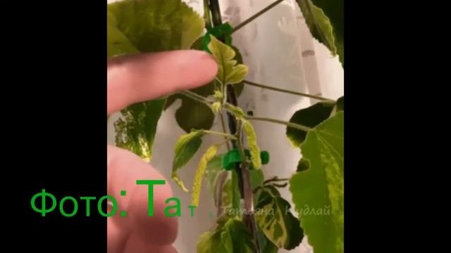 Настоящая пестролистная пакистанская шелковица  The real variegated Pakistani mulberry