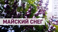 В Москве выпал снег — видео