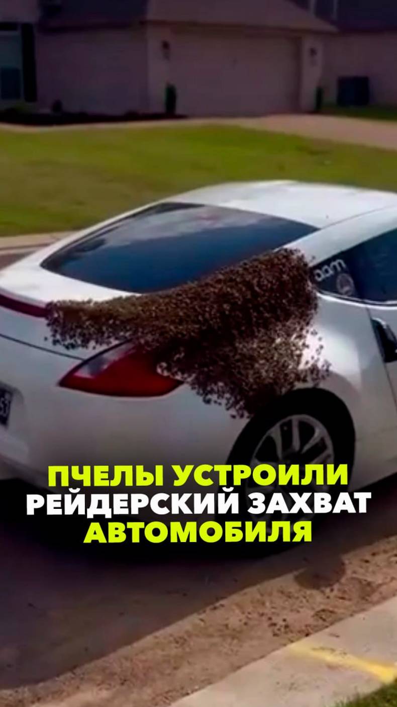 Пчелы устроили рейдерский захват автомобиля