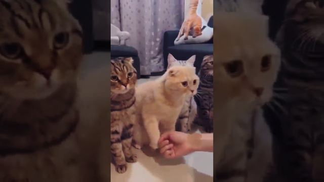 Самые смешные и милые моменты с кошками: Непрекращающийся смех! 🎉🐱