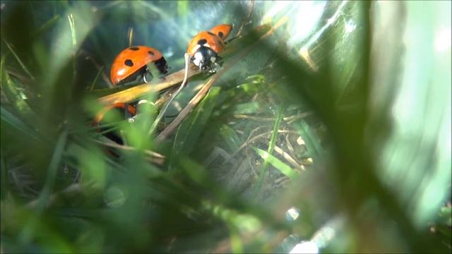 Ladybugs Sony cybershot Dsc HX9V 1080p FULL HD