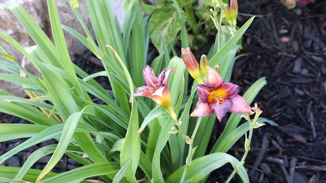 Flower Garden Tour Of The Back Patio Garden And Garden Maintenance