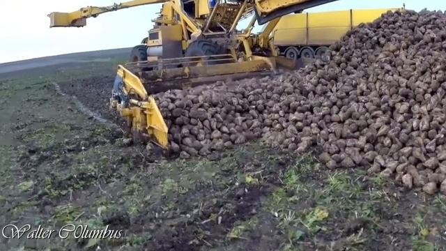 Погрузка сахарной свеклы