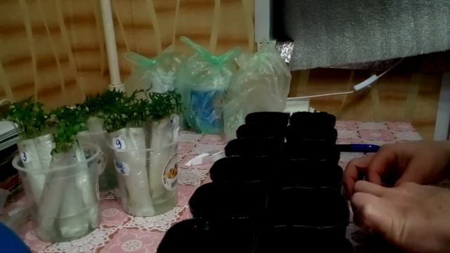 САМЫЙ ПРОСТОЙ СПОСОБ ВЫРАЩИВАНИЯ РАССАДЫ!РАССАДА ПЕРЦА И БАКЛАЖАНОВ THE EASIEST METHOD OF GROWING S