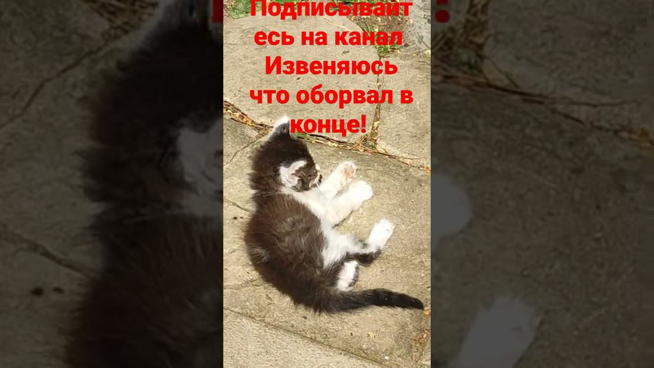 котëнок и солнце!