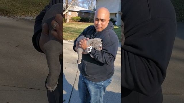 American Bully Gottylines Dax Bloodline Puppy Pickup Day At TaylorMade Kennels