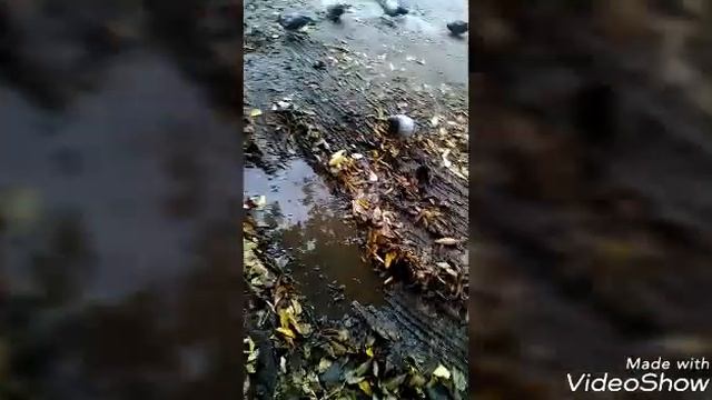 ГОНЯЕМ ГОЛУБЕЙ/ДРАЗНИМ ВОРОНУ