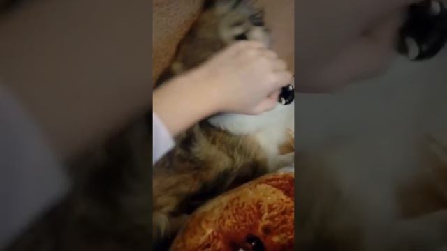 Лай собаки