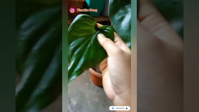 Easiest Alocasia Cucullata #alocasia