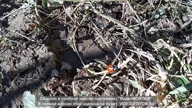Божья коровка мультик