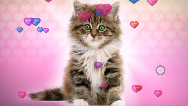 ИМБАкотик!