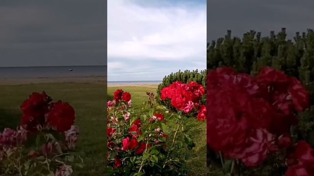 Ветреный день в Петергофе l Windy day in Peterhof