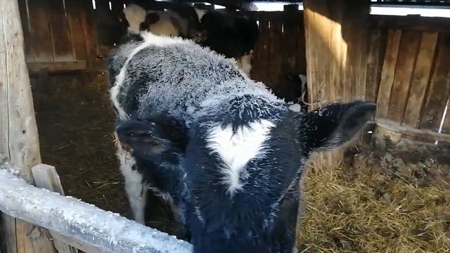 С годом Быка!