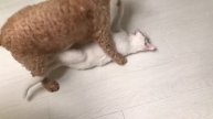 Коты против собак! Кошка-забияка затеяла драку!
