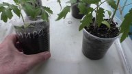 Моей рассаде помидоров один месяц, опыт выращивания.