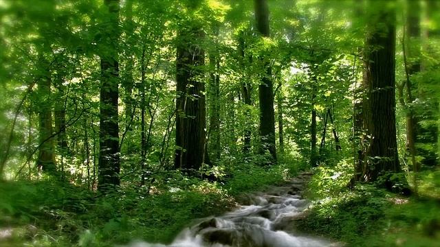 Заставка "Лесная Река"