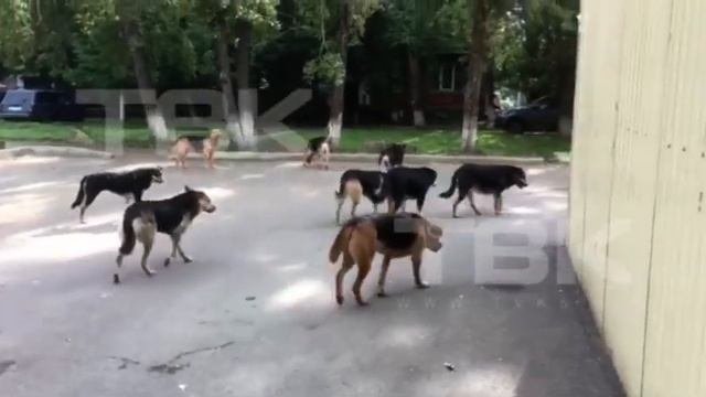 Стая нечипированных собак в красноярском дворе