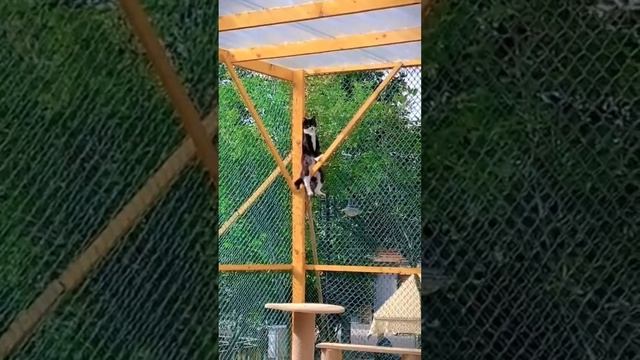 разное с животными