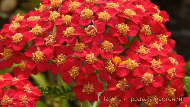 Тысячелистник обыкновенный Паприка (paprika) ? обзор: как сажать, рассада тысячелистника Паприка