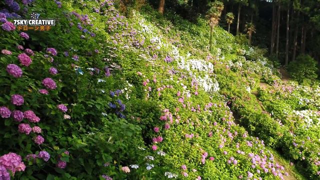 服部農園あじさい屋敷圧巻のドローン空撮千葉県茂原市 HYDRANGEA JAPAN