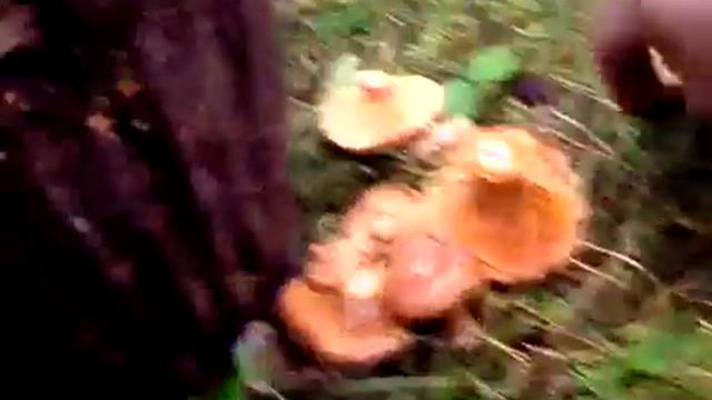 Рыжики - Mushrooms Redhead