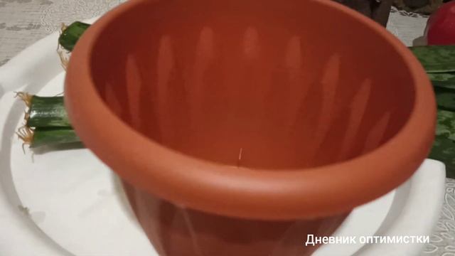 КАК РАЗМНОЖИТЬ САНСЕВИЕРИЮ, ЩУЧИЙ ХВОСТ, ТËЩИН ЯЗЫК #сансевиерия #дневникоптимистки #цветы